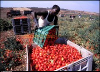 Raccolta dei pomodori nei campi di Cerignola in provincia di Foggia